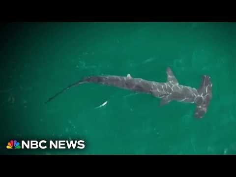 Record shark sightings reported at popular New York beach
