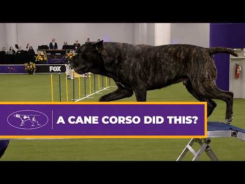 Watch a 10-Year-Old Cane Corso Compete in Agility 🐾 | Westminster Dog Show