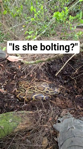 Crazy Python Nest in Florida! #python #snake #wildlife #florida #nature #nest #shorts