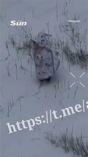 Moment desperate Russian soldier who looks like a PENGUIN in bizarre anti-drone disguise is blitzed