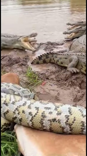 Snake vs Crocodiles — Brutal Riverbank Fight