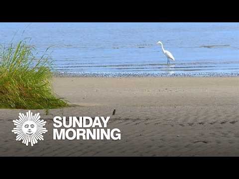 Nature: Cape May National Wildlife Refuge