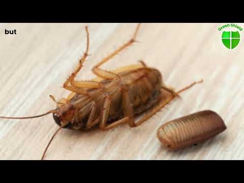Cockroach Problem? See This Powerful Treatment in Action! #cockroach #pestcontrol #youtubeshorts