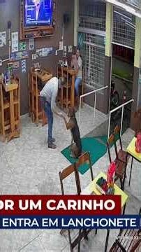 Fofura máxima! Cachorro entra em lanchonete só para pedir um carinho