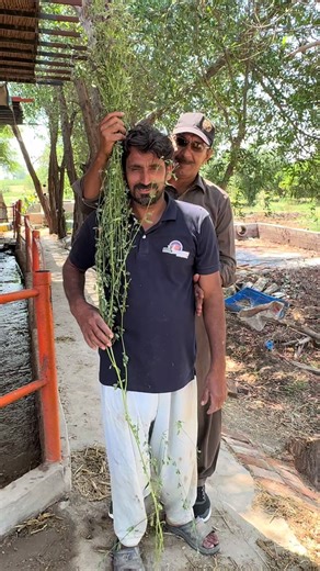 Hamid Dairy's Farming Adventures