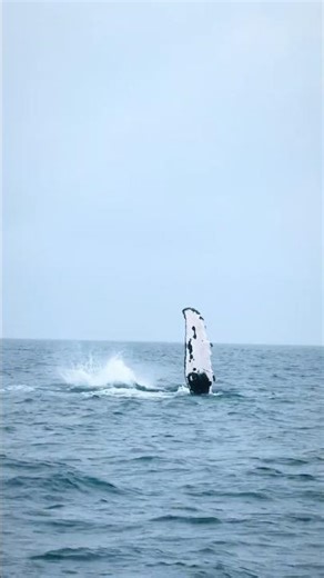 Catching the start of a humpback whale competition group! #maui #whalewatching