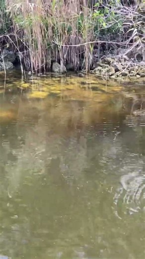 Look at those fins! #shorts