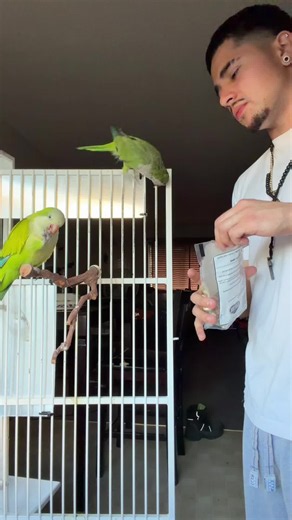 My 2 smarty pants 🫶🏽🤓#fyp#parati#junior#penny#quakerparrot | quaker parrot