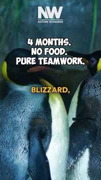 How Penguins Survive -80°F Blizzards? #shorts