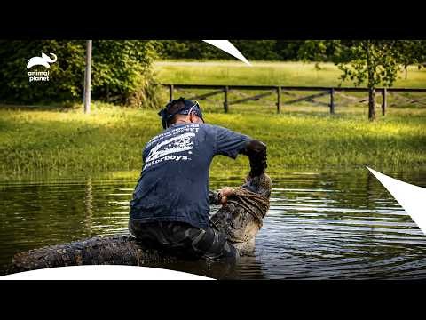 Gator Boys Craziest Backyard Alligator Catches of SEASON 2 | Gator Boys S2 | Animal Planet India