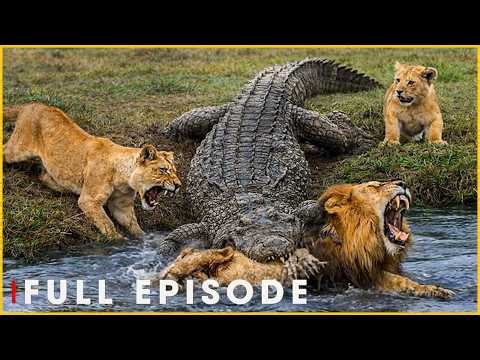 Deadly Crocodile Clashes with Top Predators | Nature Animal Documentary
