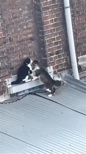 This Cats Fightings Got Out of Control 😳🐱 Who Wins?!