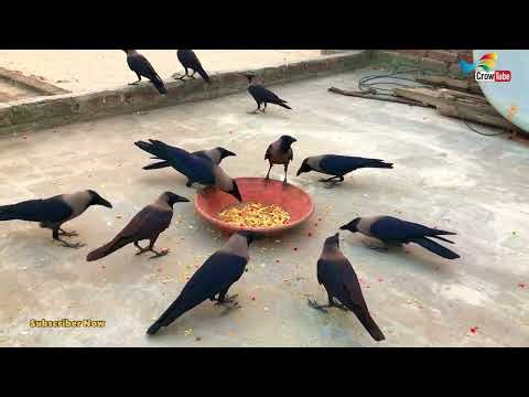 Crows fight for food | Crow Sound very loudly | crow feeding time, Part 123