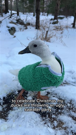 Ugly Sweater Competition Featuring Adorable Ducks