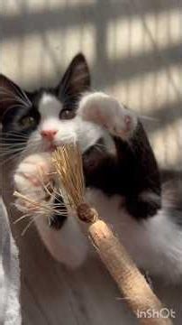 Oreo the Kitten