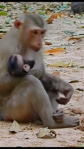 Monkey species: The child learned a lesson he'll never forget because of his hyperactivity.