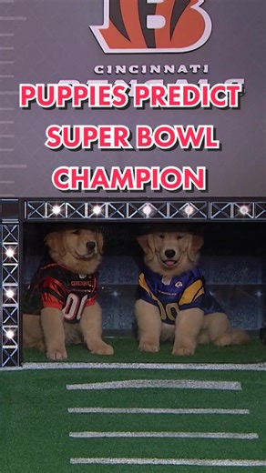 Jimmy Fallon Puppy Predictor: NFL Puppy Picks