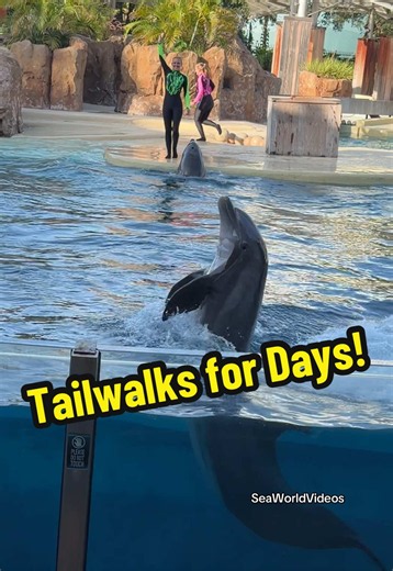 Dolphin Tailwalks for night show entertainment! 🤩🐬 #seaworldvideos #seaworld #dolphin #foryou #dolphinshow