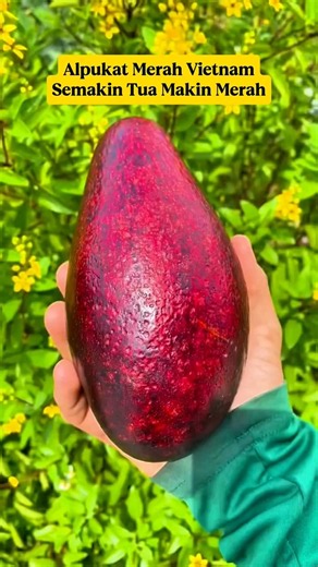 This Red Avocado Gets Darker as It Matures‼️ 🥑❤️ Rare Vietnam Avocado⁉️