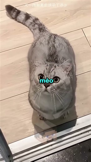 Con mèo có thói quen nghịch ngợm