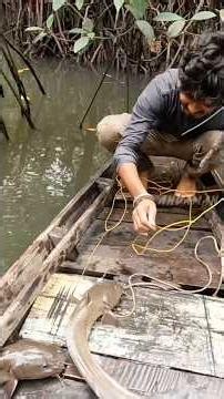 Catfish Catch in Andaman Mangroves #andaman_hunters #andamanandnicobarisland #fishing #crabcatching