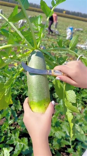 Can You Believe This Fruit Grows Naturally? | Organic Fruits UK