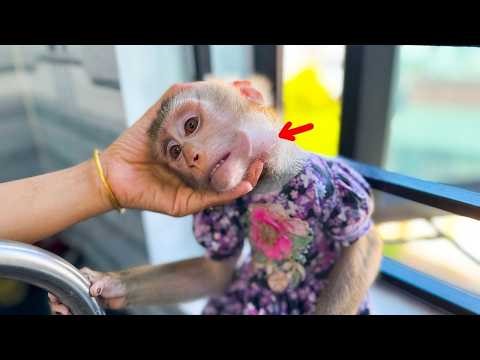 Mom was worried when she saw a foreign object in Monkey Kaka's mouth.