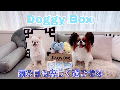 雨の日もドギーボックスで楽しく🩵 すいません！飼い主喋ります😅