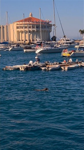 Catalina Island 🦭🤎 #ocean #catalina #marinelife #adventure #travel #avalon