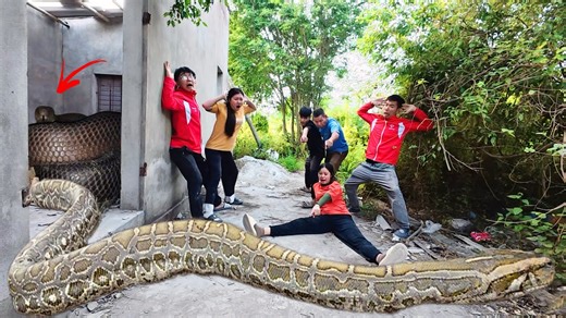 Terrifying! Experts save a girl from a vicious anaconda attack in an abandoned house #indonaturevalues | Indo Nature Values