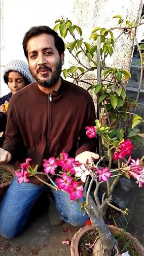 Adenium in Winter, Still Blooming 😎😎