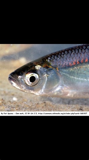 Ukleja – Fiszka 13 | Egzamin na kartę wędkarską