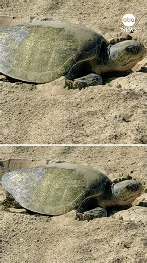 1st-ever sea turtle nesting documented on the West Coast