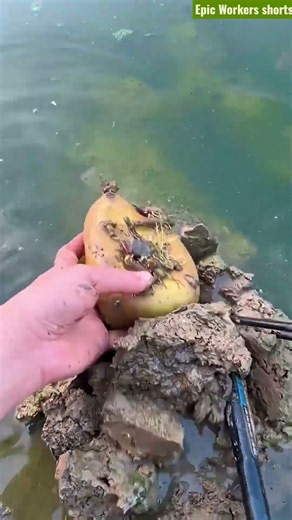 🌱🌊 Sprouted Seed Planting Aquatic Mud Hand Rake