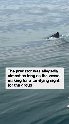 Heart-stopping moment huge great white circles Aussie fishermen in SA