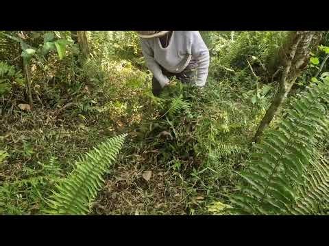 PRO FARMER'S LAND REJUVENATION TECHNIQUE WITH SUPER SHARP TOOLS! - Agriculture farming