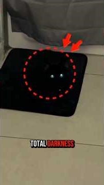 Cat vs. Snake: The Science of Nature’s Fastest Battle