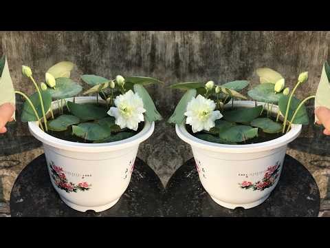 A 42 day old mini lotus plant for the balcony
