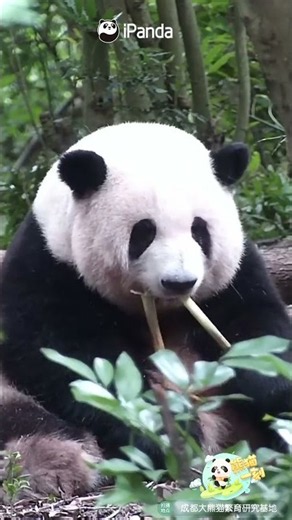 Hua Hua Is So Cute From Every Angle! | iPanda #shorts