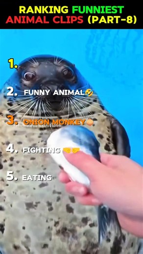 Ranking funniest animal clips🤣 #funny #entertainment #ranking