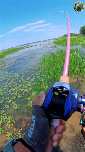 Big Fish Caught With a Fishing Rod | 😱🎣 #shorts #fishing