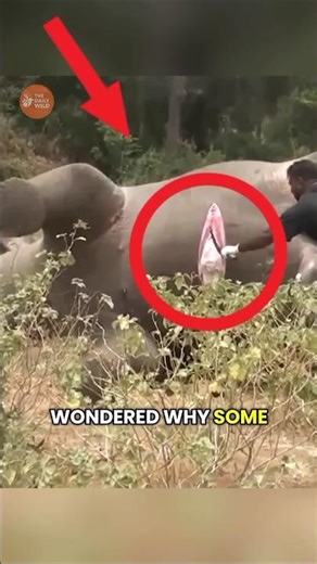 The Science of Exploding Animals #animals