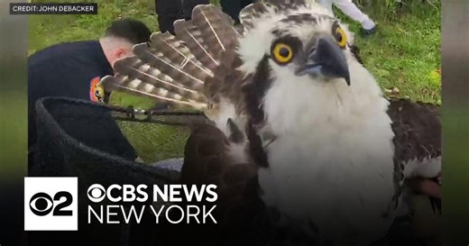 Nassau County police pull off unusual rescue