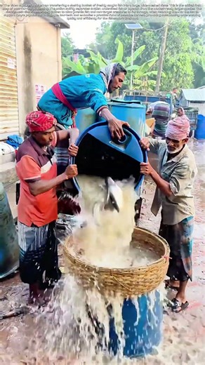 Grading The Catch: The Seafaring Sieve That Sorts Supper
