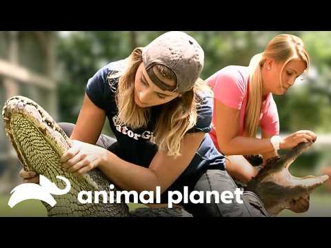 G8r Girls 🐊 Gator Boys | Animal Planet