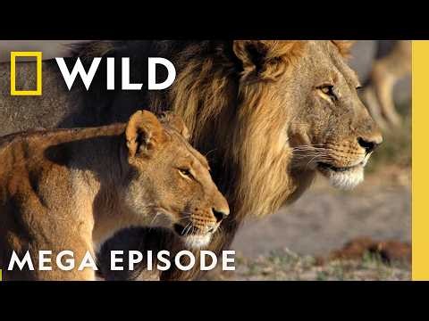 Proving Your Worth in the Wild | Savage Kingdom MEGA Episode | Nat Geo Animals