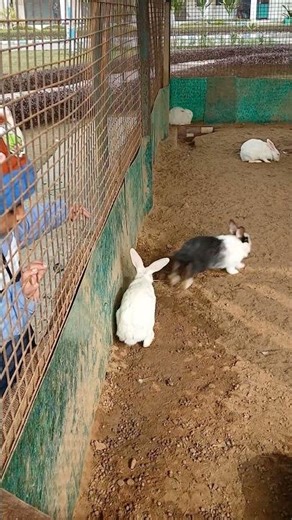 ✨ Little Hops, Big Happiness #bunny #cutepet #cuterabbit #rabbit #animallovers #travelvlog #viral