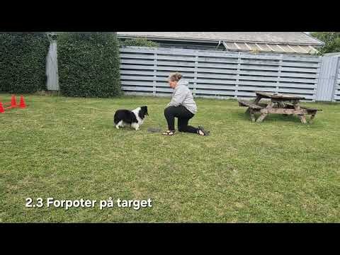 Sirius-prøver hos Dansk Kennel Klub Den Gode Start – Proprioception Fola's Rising Star 🌟🌟🌟🌟