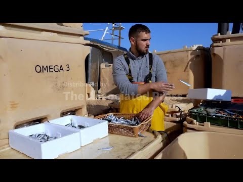 Rising fuel costs driven by war in Iran push Croatian fishermen to the brink