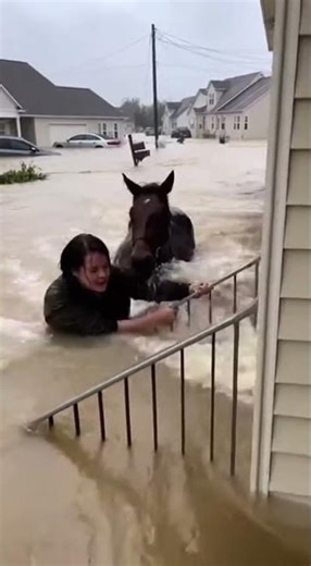 Horse runs to save a drowning woman #horse #horses #usa #viral #trending #shorts #shortvideo #short